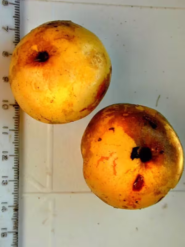 Antrocaryon amazonicum