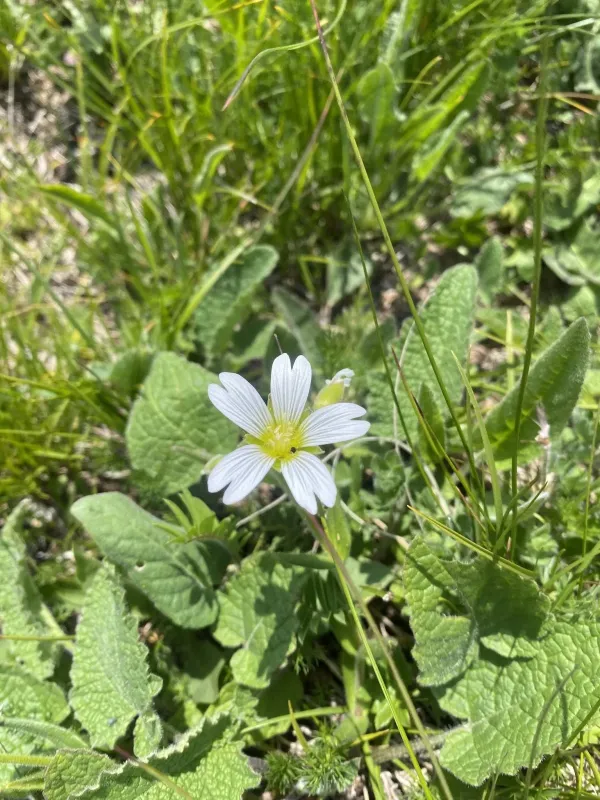 Purple mouse-ear chickweed