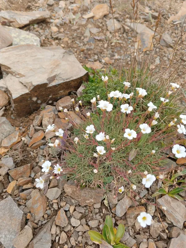 Minuartia circassica