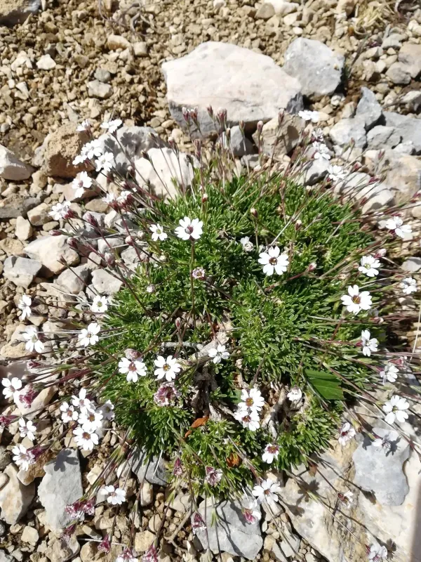 Silene dianthoides