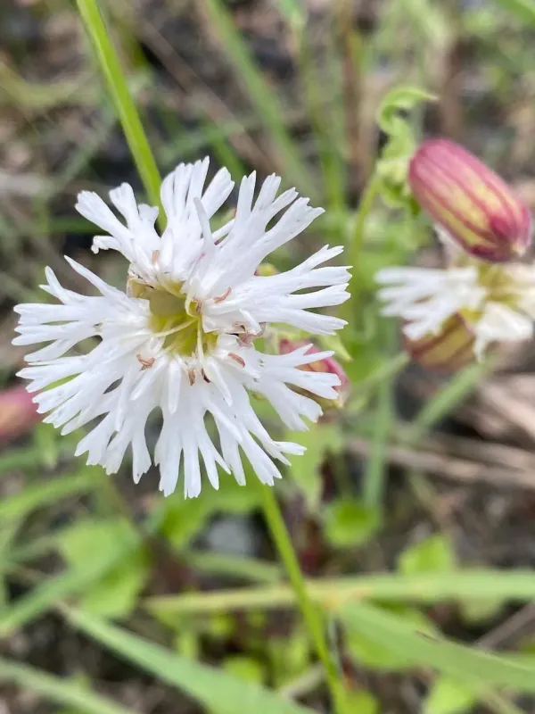 Silene lacera