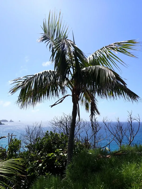 Kentia palm