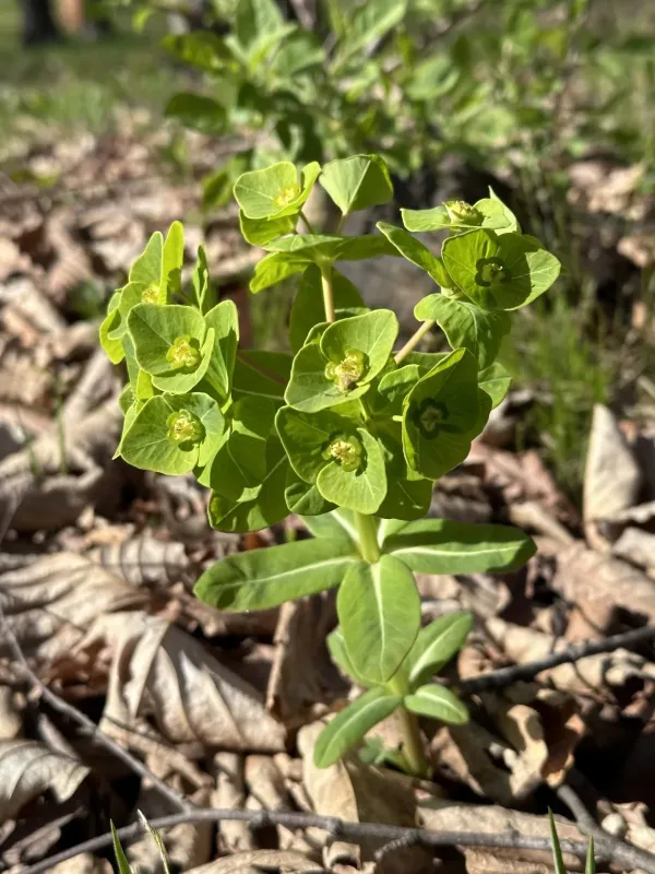 Komarov's Spurge