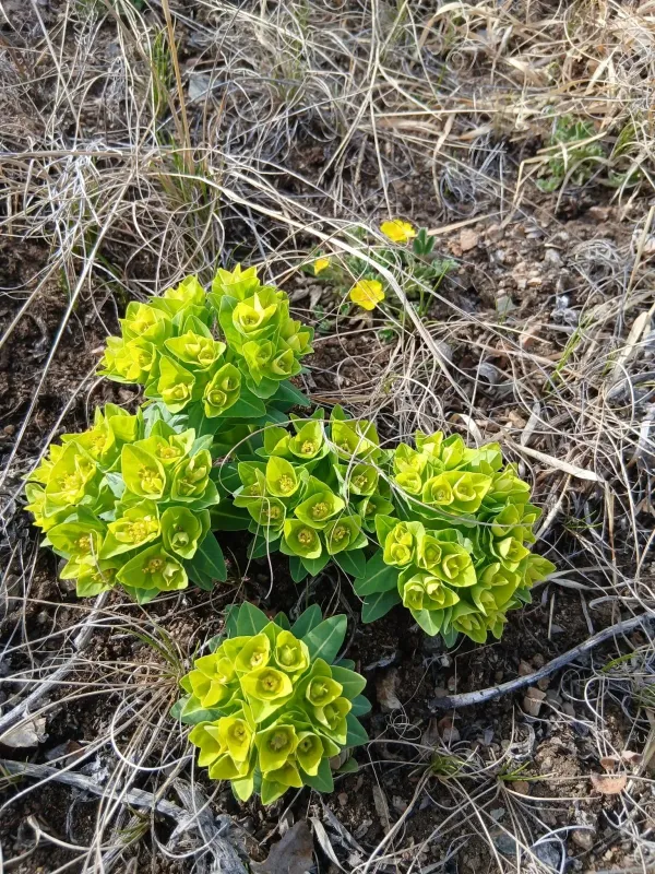 Euphorbia fischeriana