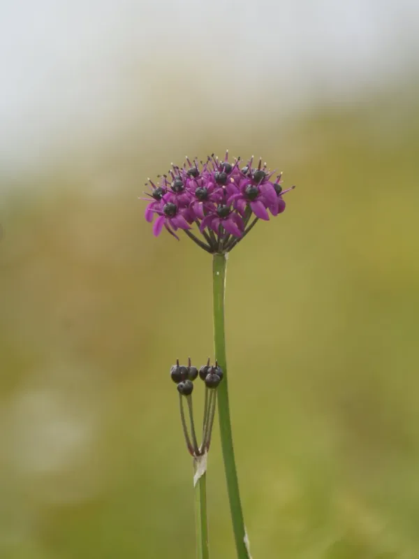 Wallich's onion