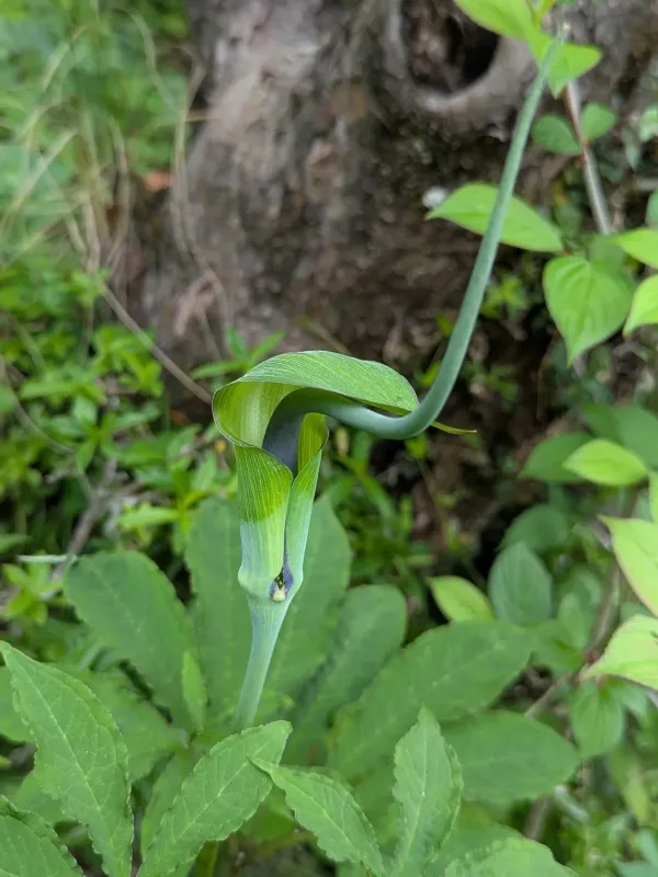 Arisaema tortuosum