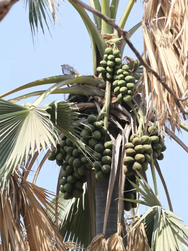 Borassus akeassii