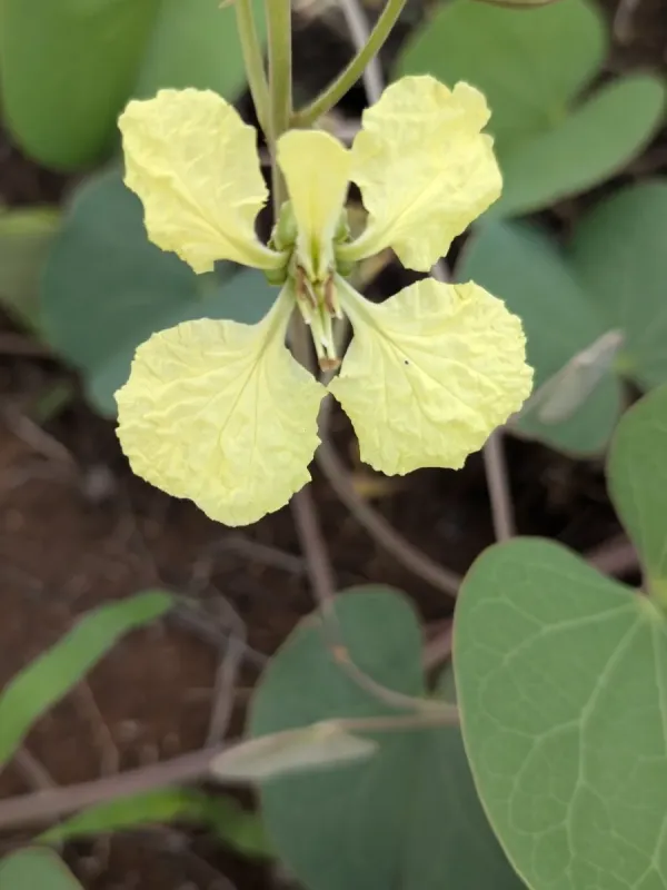 Tylosema fassoglensis