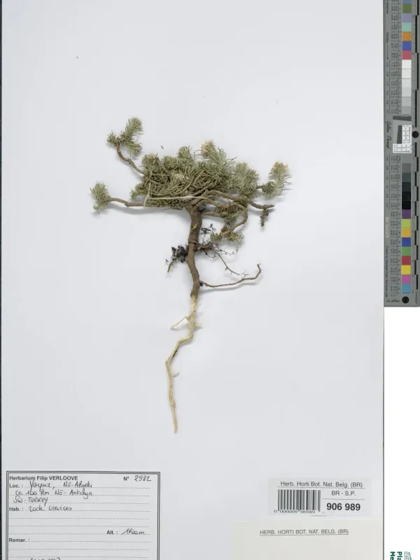 Aethionema schistosum