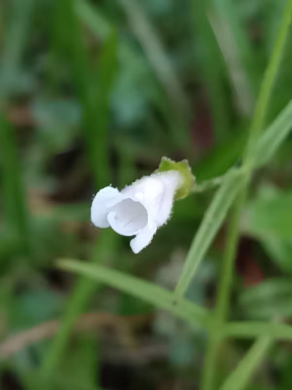 Anisantherina hispidula