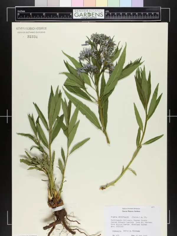 Amsonia orientalis