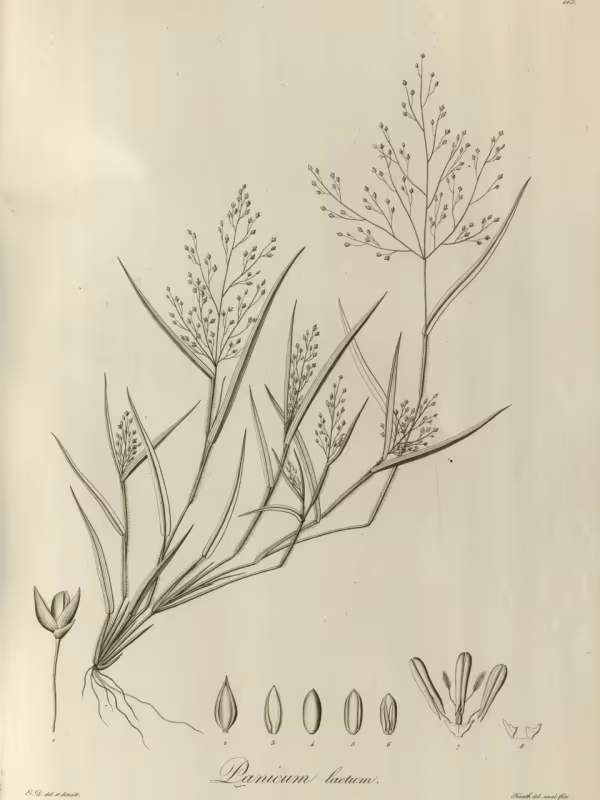 Panicum laetum