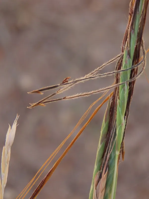 Spear grass