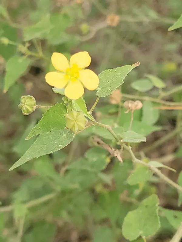 Abutilon viscosum