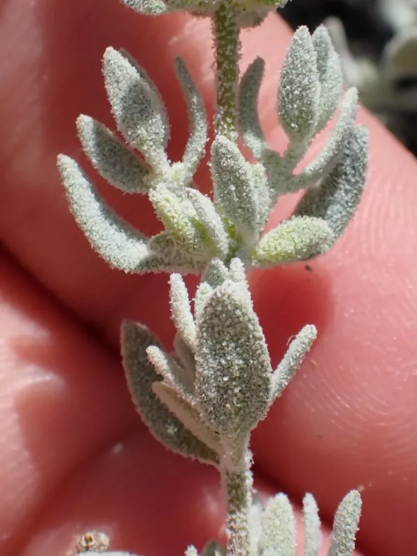 Extriplex californica