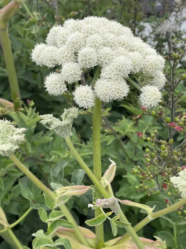 Henderson's angelica