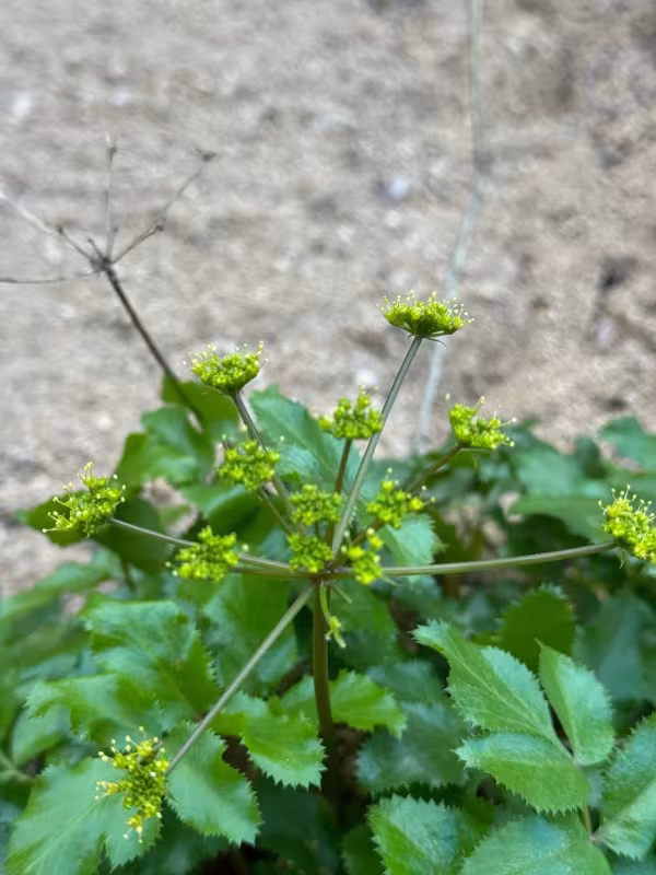 Tauschia arguta