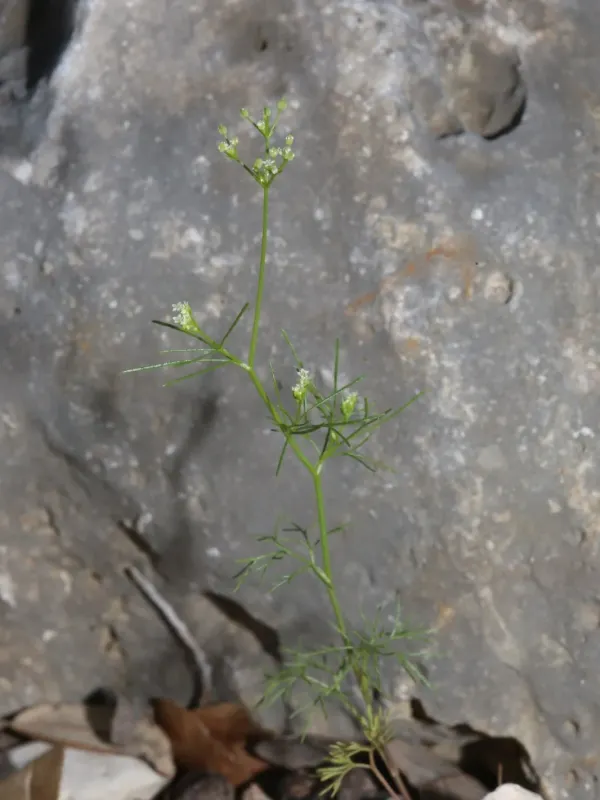 Spermolepis inermis