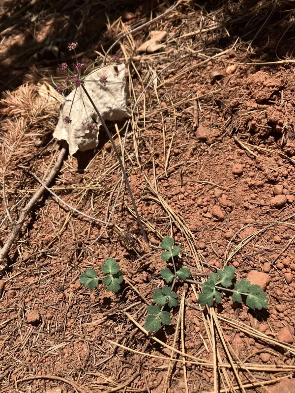 Tauschia glauca