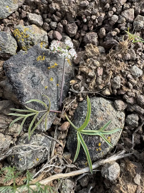 Lomatium lithosolamans