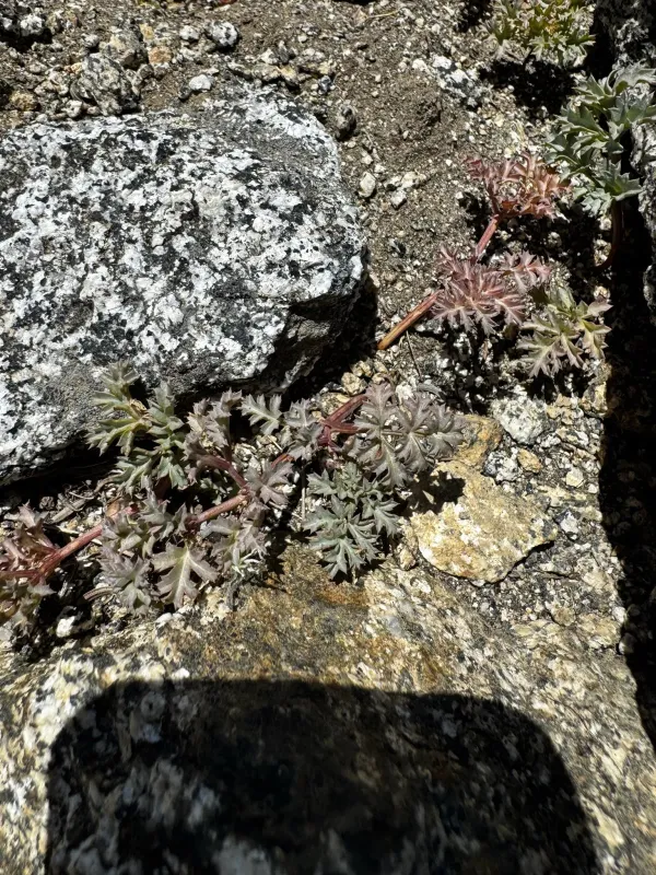 Tauschia howellii