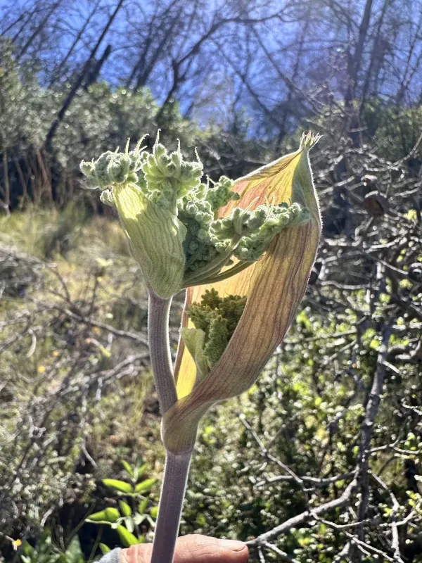 Woolly Angelica