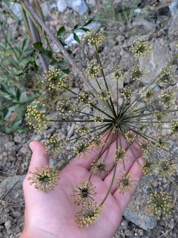 Xanthogalum purpurascens