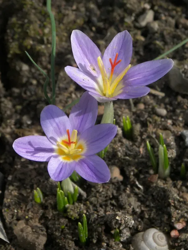 Crocus adanensis