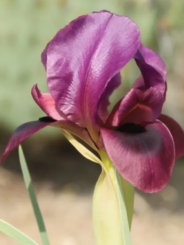 Iris barnumiae