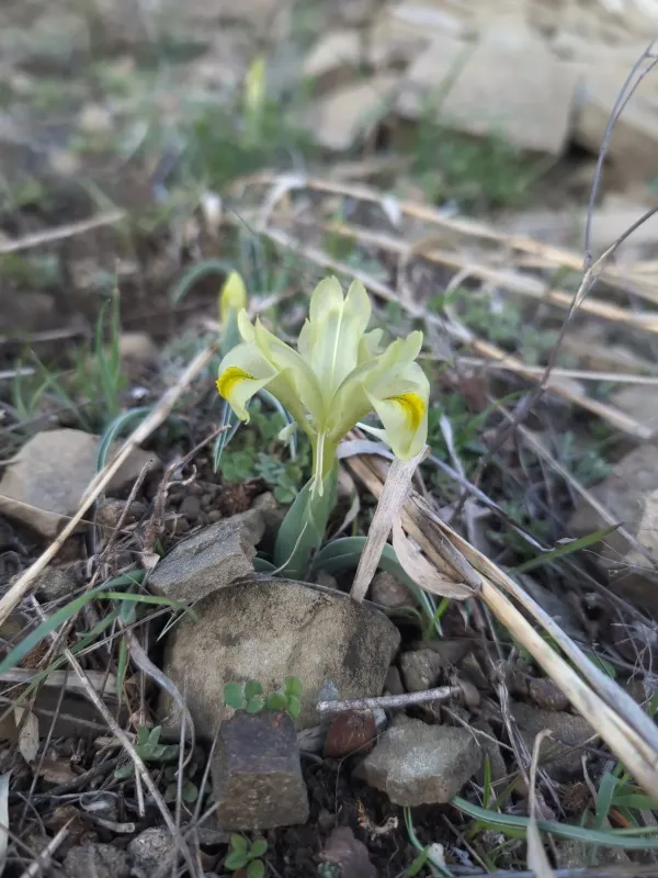 Caucasian iris
