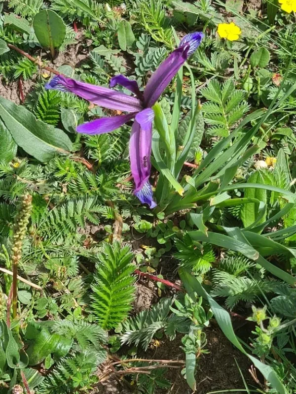 Farrers Iris