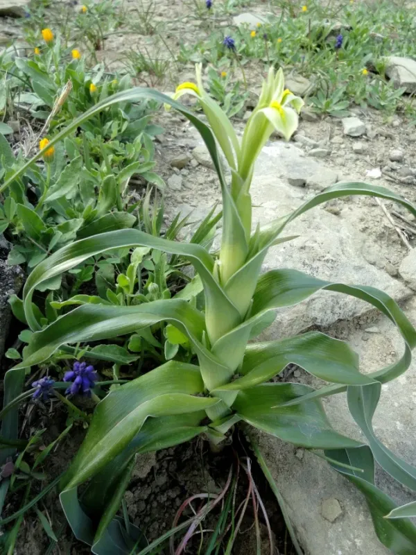 Iris kopetdagensis