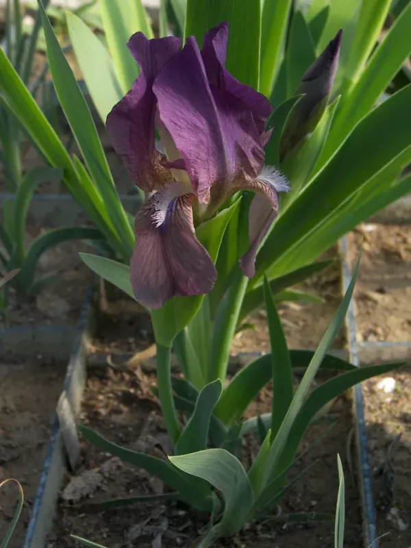 Taochian Iris