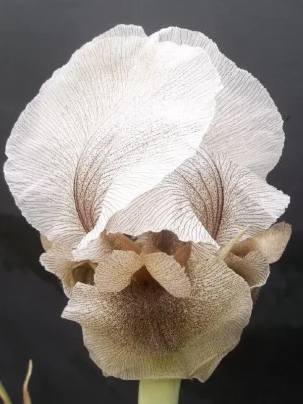 Iris gatesii