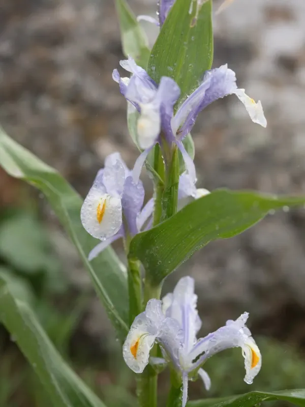 Juno iris