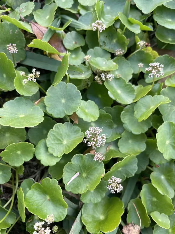 Water pennywort