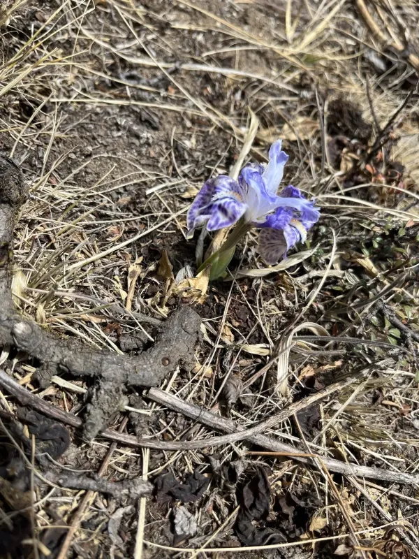Kumaon iris