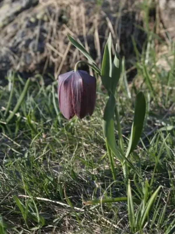 Fritillaria minima