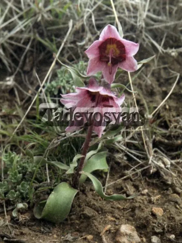 Fritillaria gibbosa
