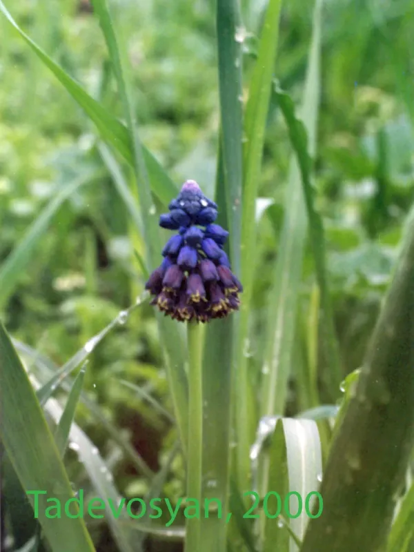 Bellevalia paradoxa