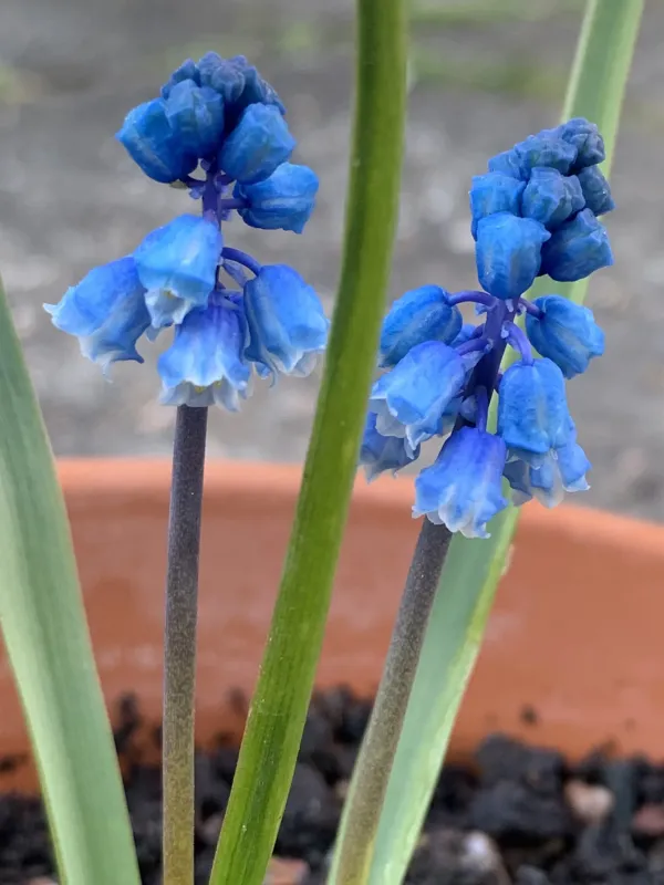 Muscari forniculatum
