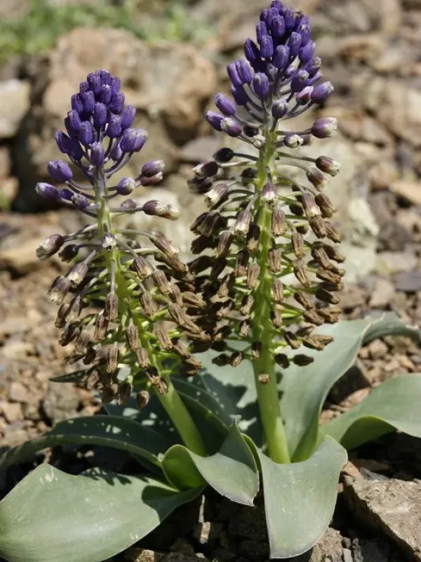 Bellevalia chrisii