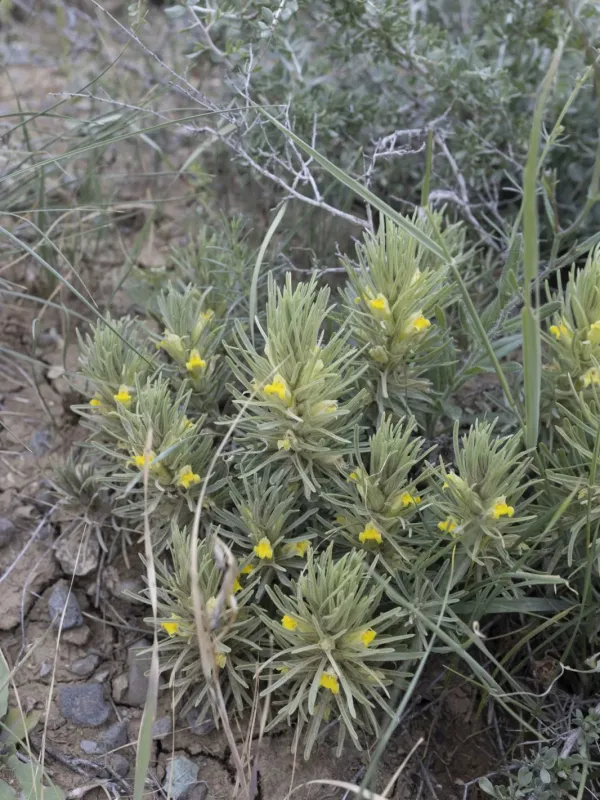 Bungea trifida