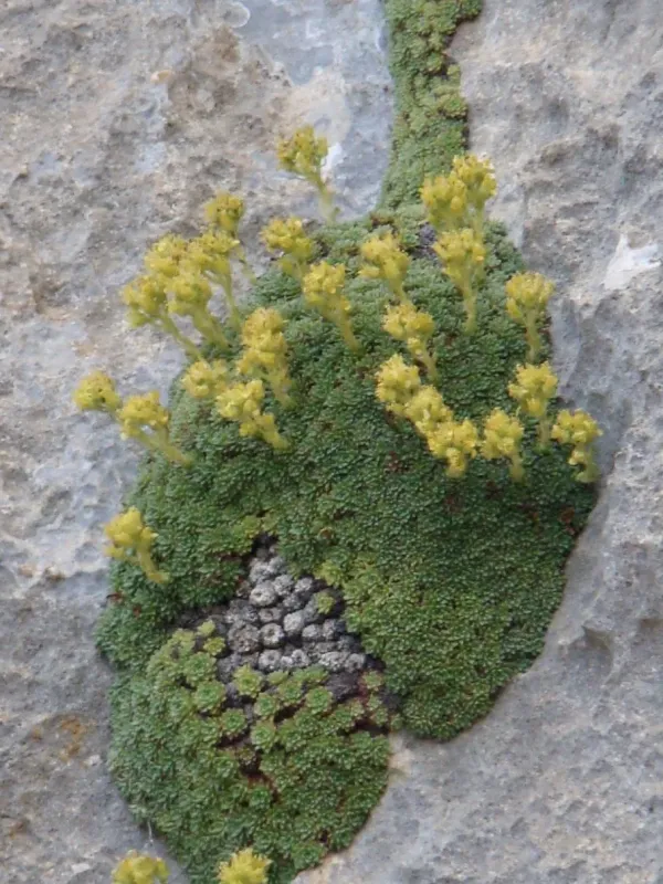 Kotschy's Saxifrage