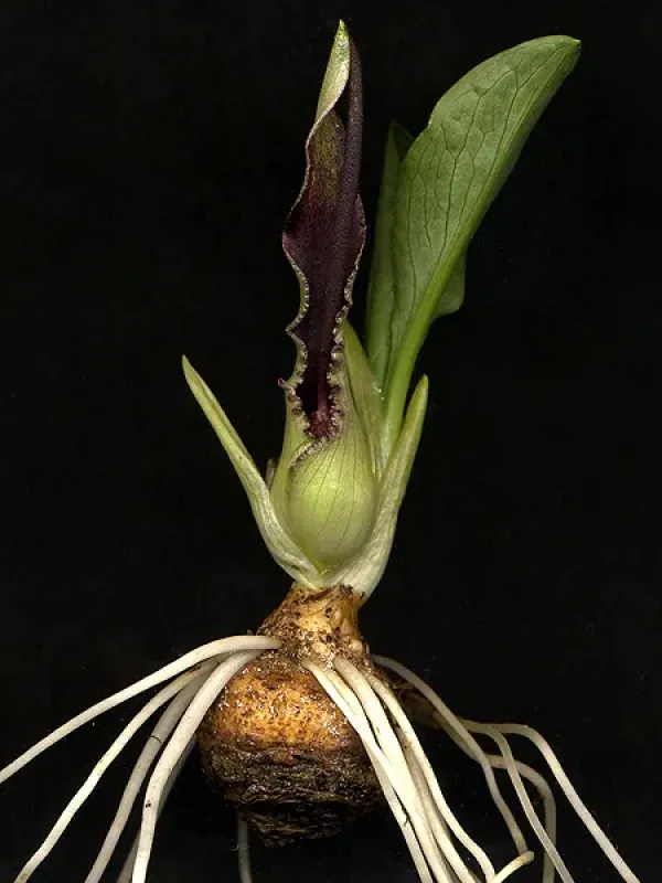 Eminium albertii
