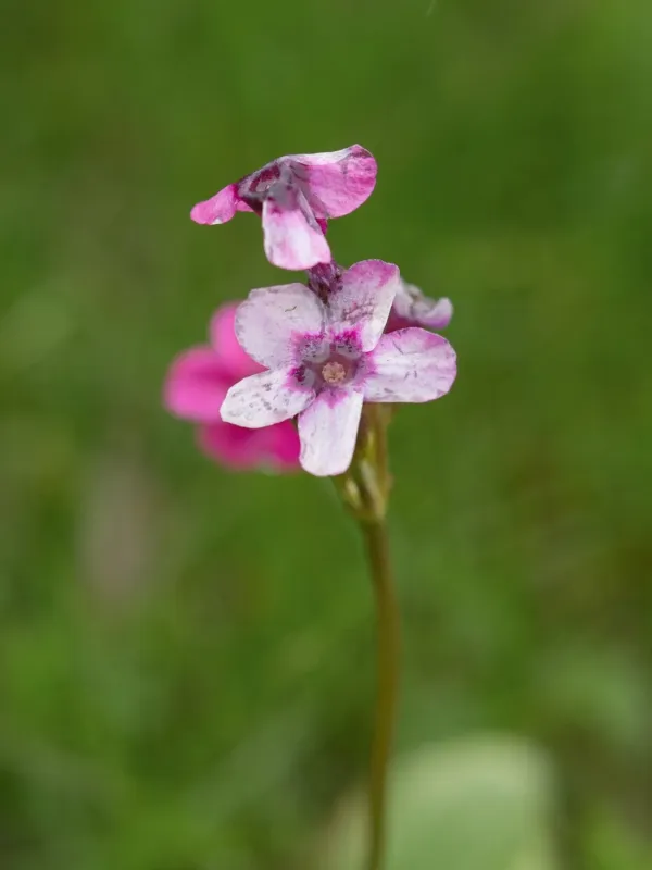 Fedtschenko's Primrose