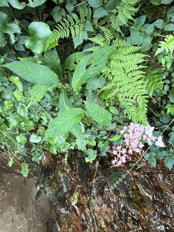 Cardiandra alternifolia