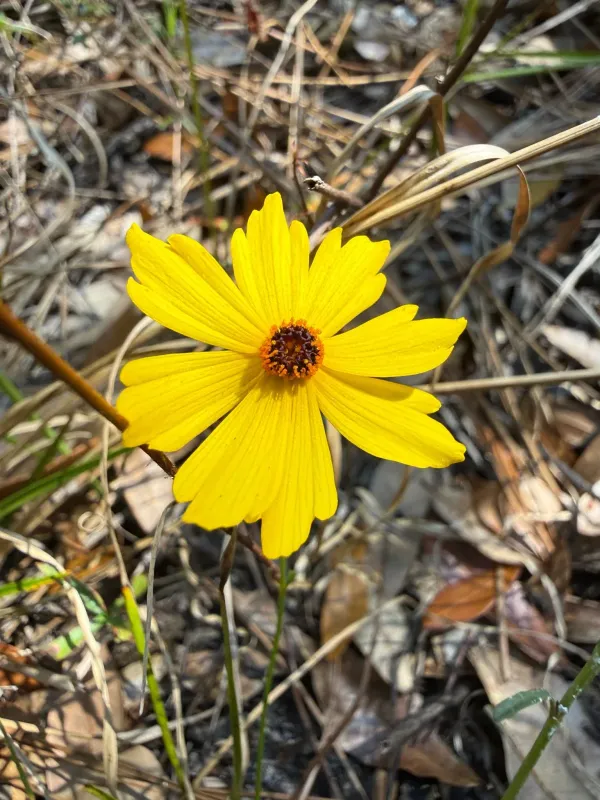 Coreopsis leavenworthii