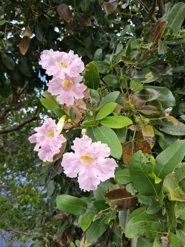 Pink trumpet tree