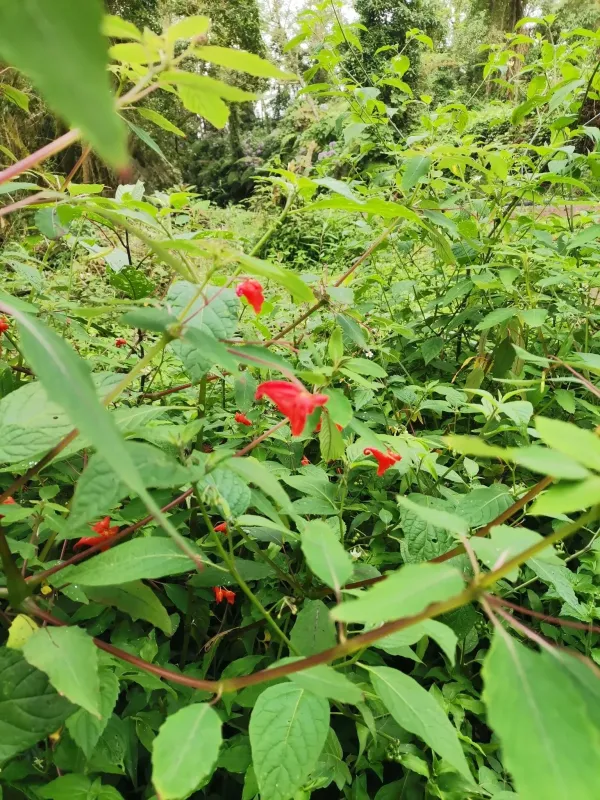 Impatiens turrialbana